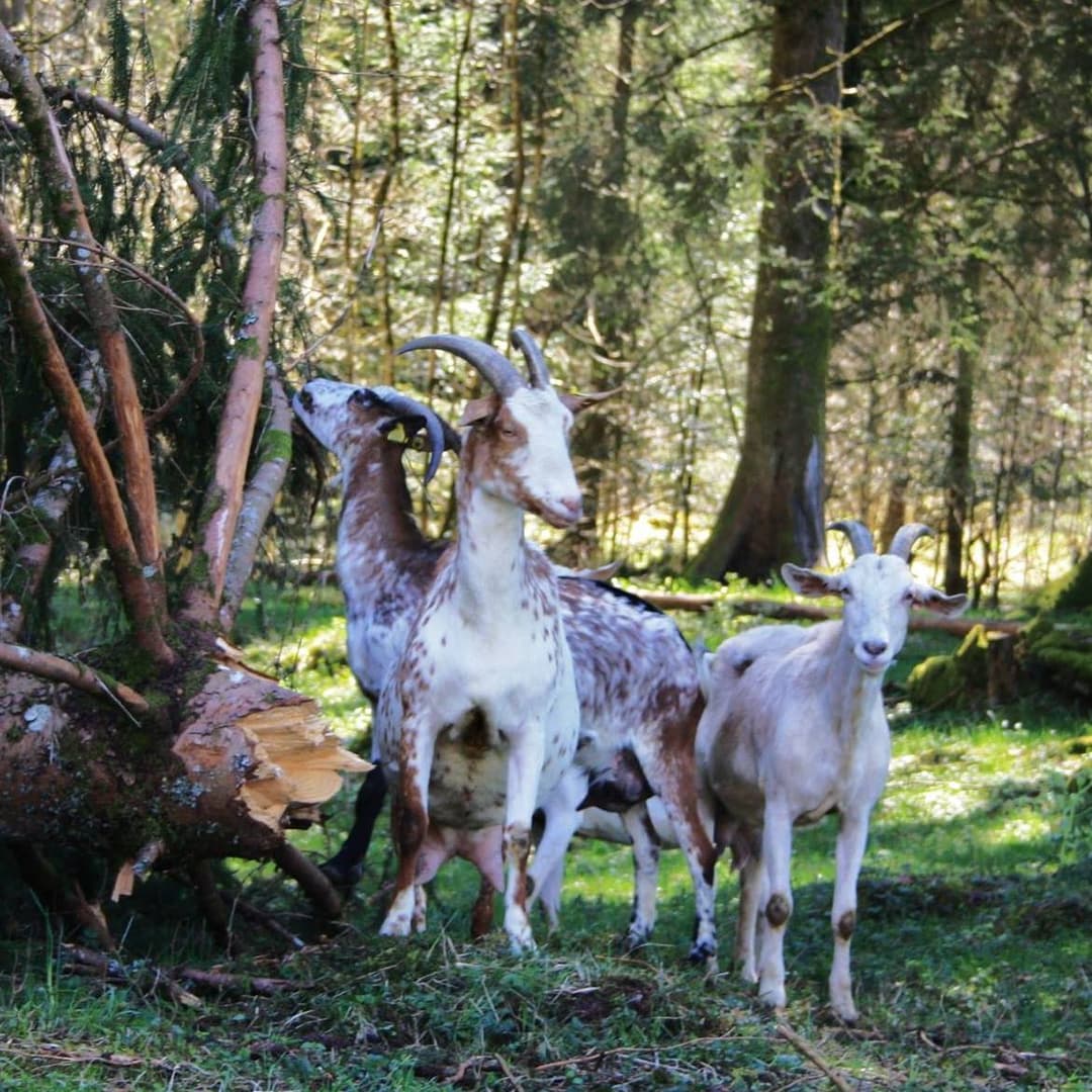 Notre ferme